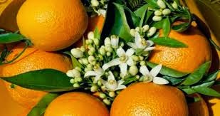 adana-portakal-cicegi